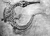 steneosaurus
