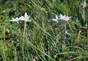 Edelweiss  
